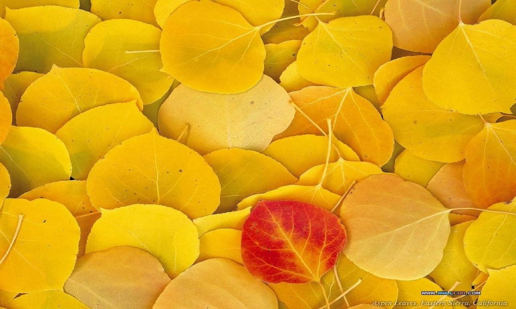 a-red-leaf-and-many-yellow-leaves,1280x768,24523